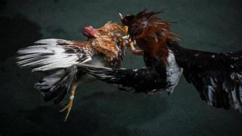 Đá gà thomo nhà cái C54 - Khám Phá Thế Giới Đá Gà Chuyên Nghiệp