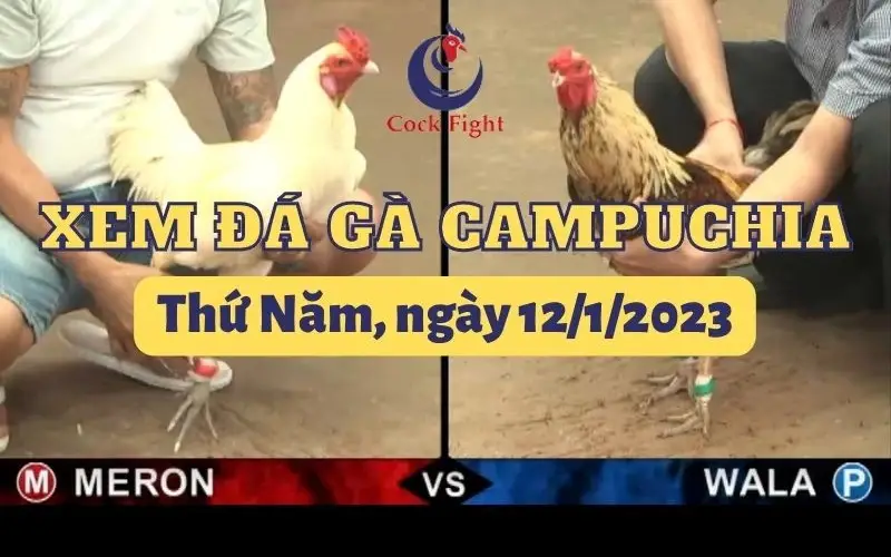 Đá gà thomo nhà cái C54 - Khám Phá Thế Giới Đá Gà Chuyên Nghiệp