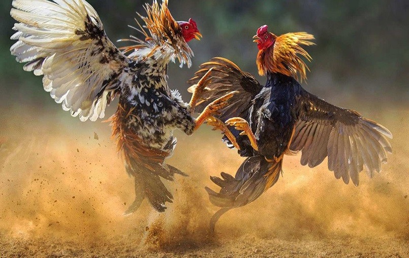 Đá gà thomo nhà cái C54 - Khám Phá Thế Giới Đá Gà Chuyên Nghiệp