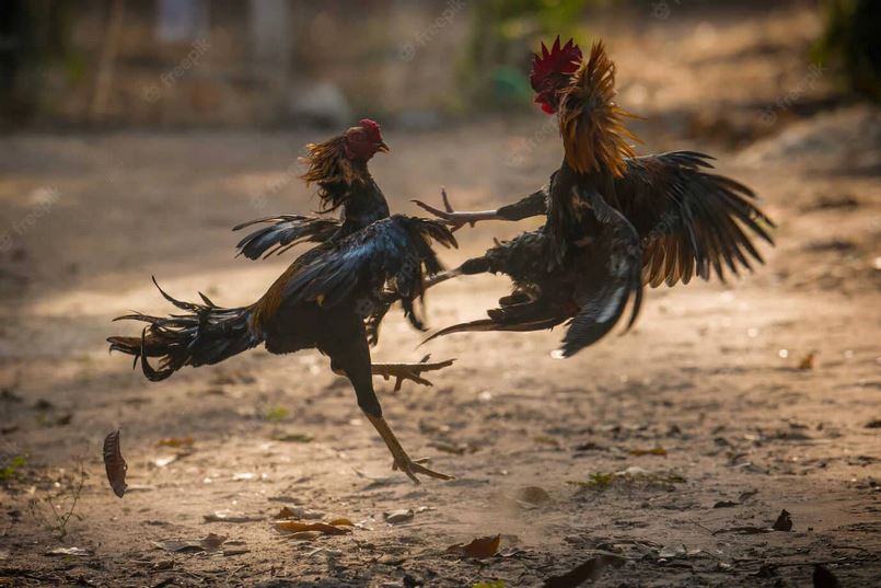 Đá gà thomo nhà cái C54 - Khám Phá Thế Giới Đá Gà Chuyên Nghiệp