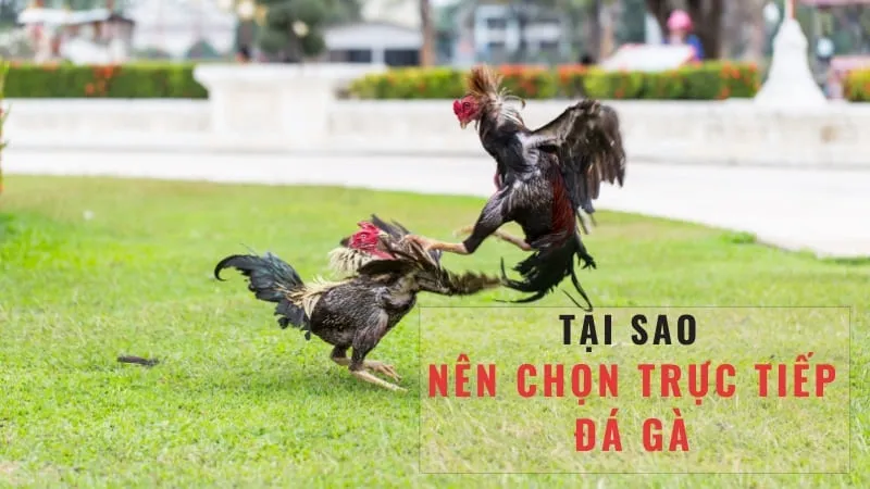 Khám Phá Đá Gà C2 Nhà Cái C54 - Chơi Thú Vị Và Đầy Kịch Tính
