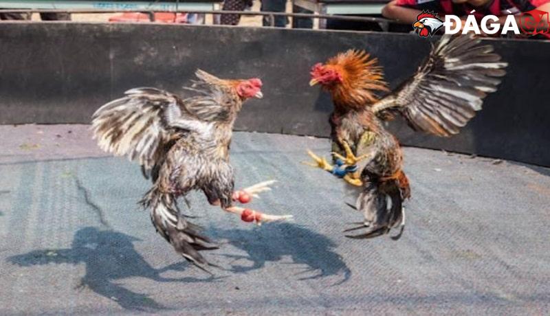 Khám Phá Đá Gà C2 Nhà Cái C54 - Chơi Thú Vị Và Đầy Kịch Tính